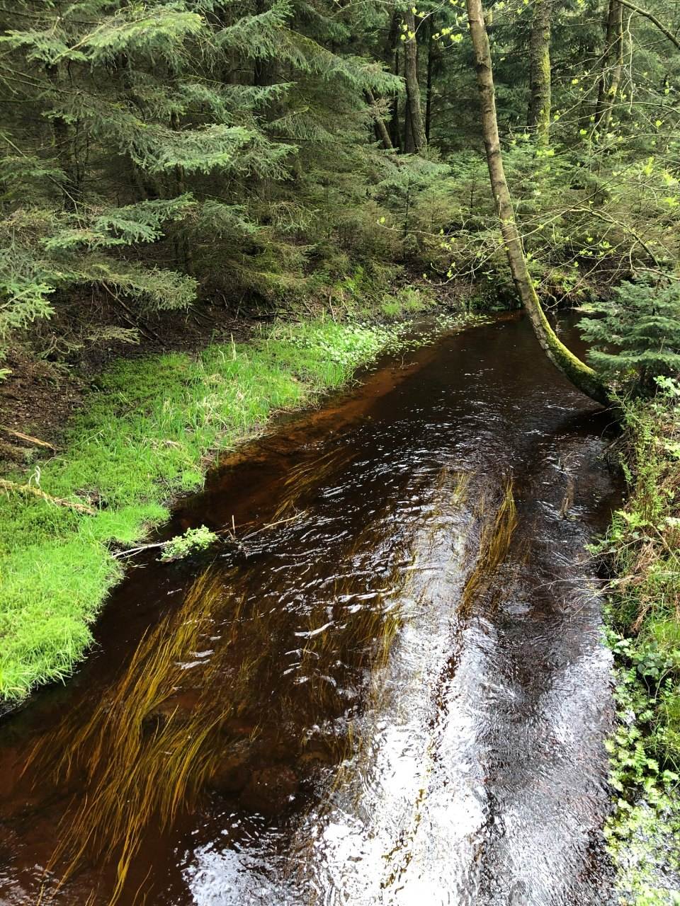 Ruhiger Bachlauf durch bewaldetes Gebiet